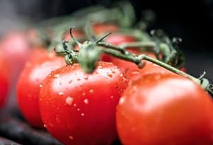 Saftige Tomaten
